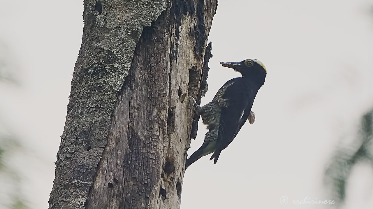 Yellow-tufted woodpecker