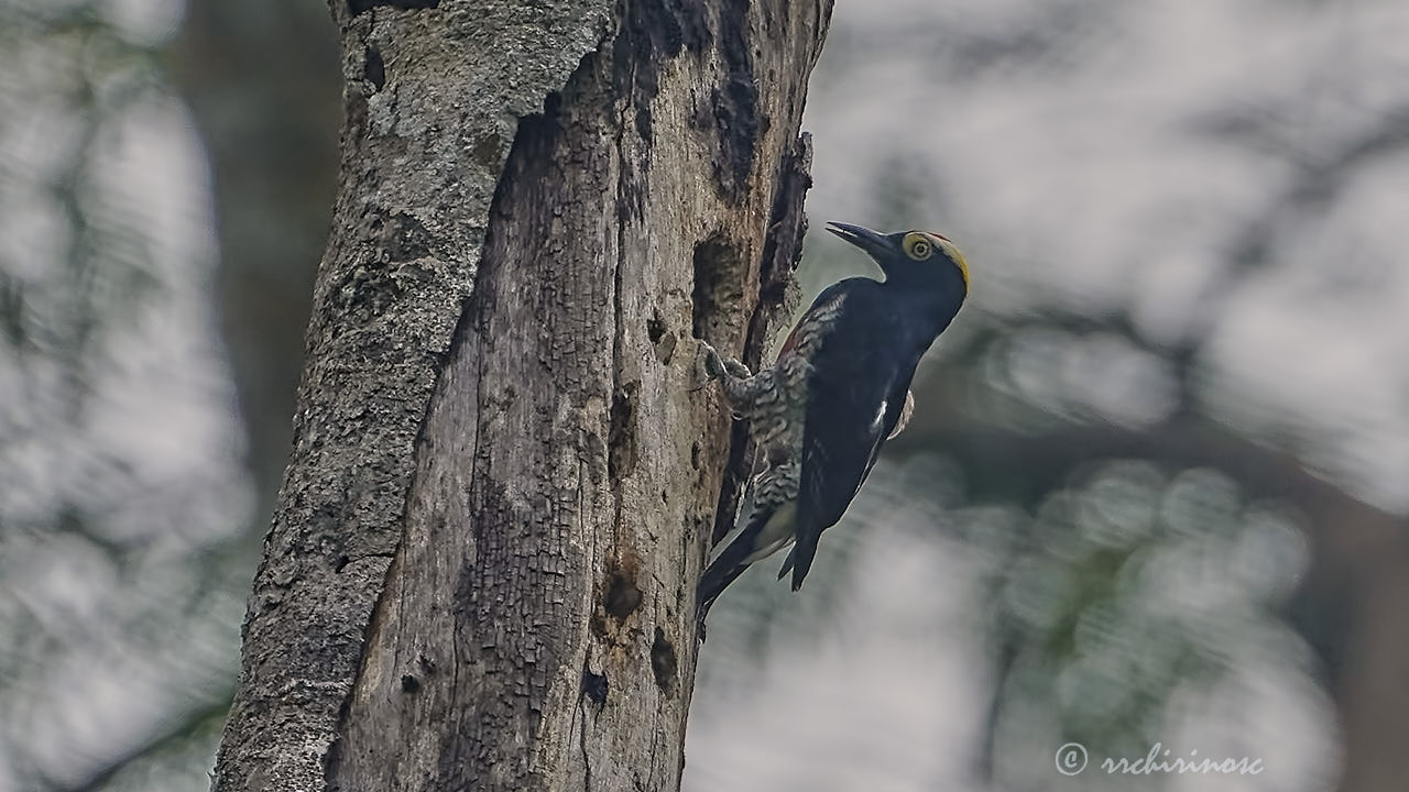 Yellow-tufted woodpecker