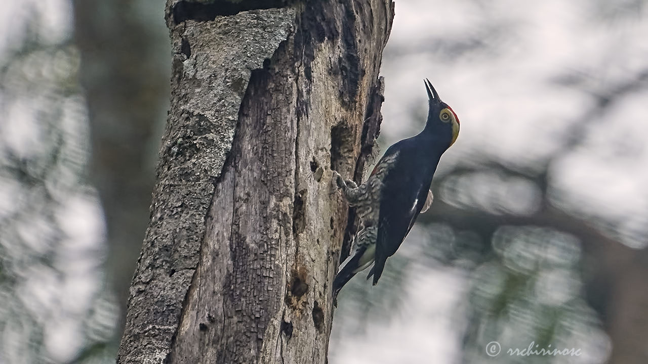 Yellow-tufted woodpecker