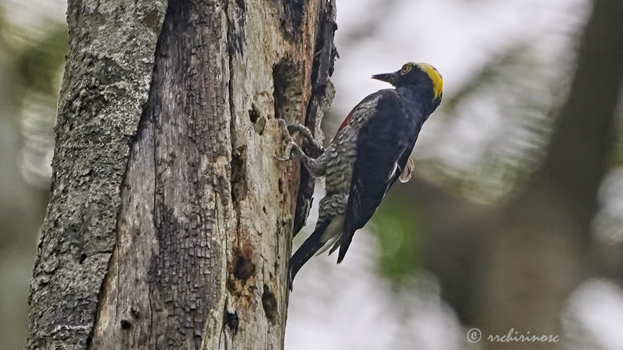 Yellow-tufted woodpecker