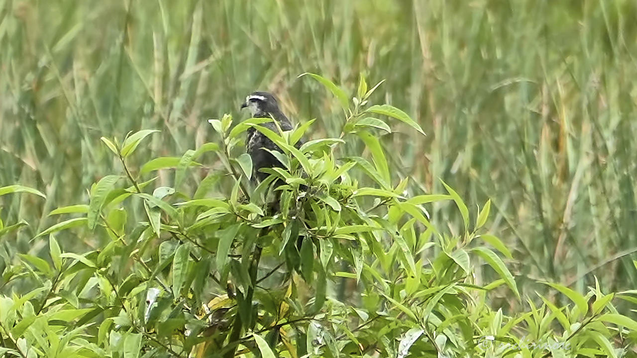 Snail kite