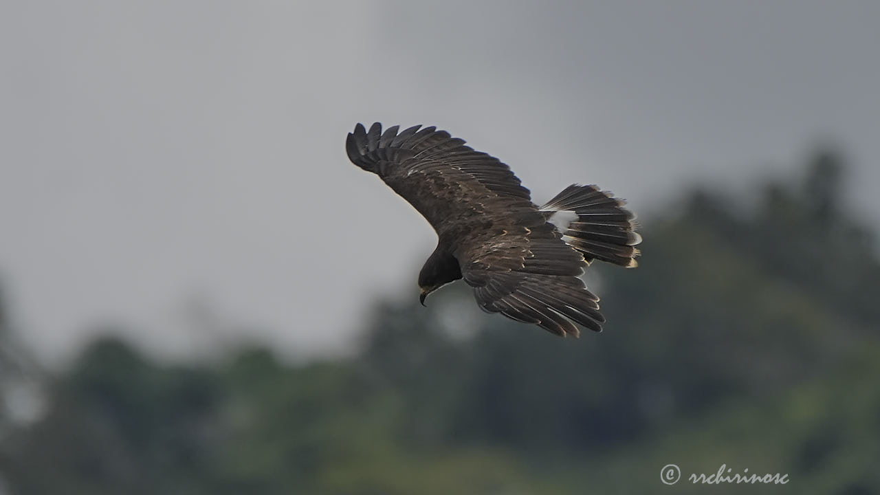 Snail kite