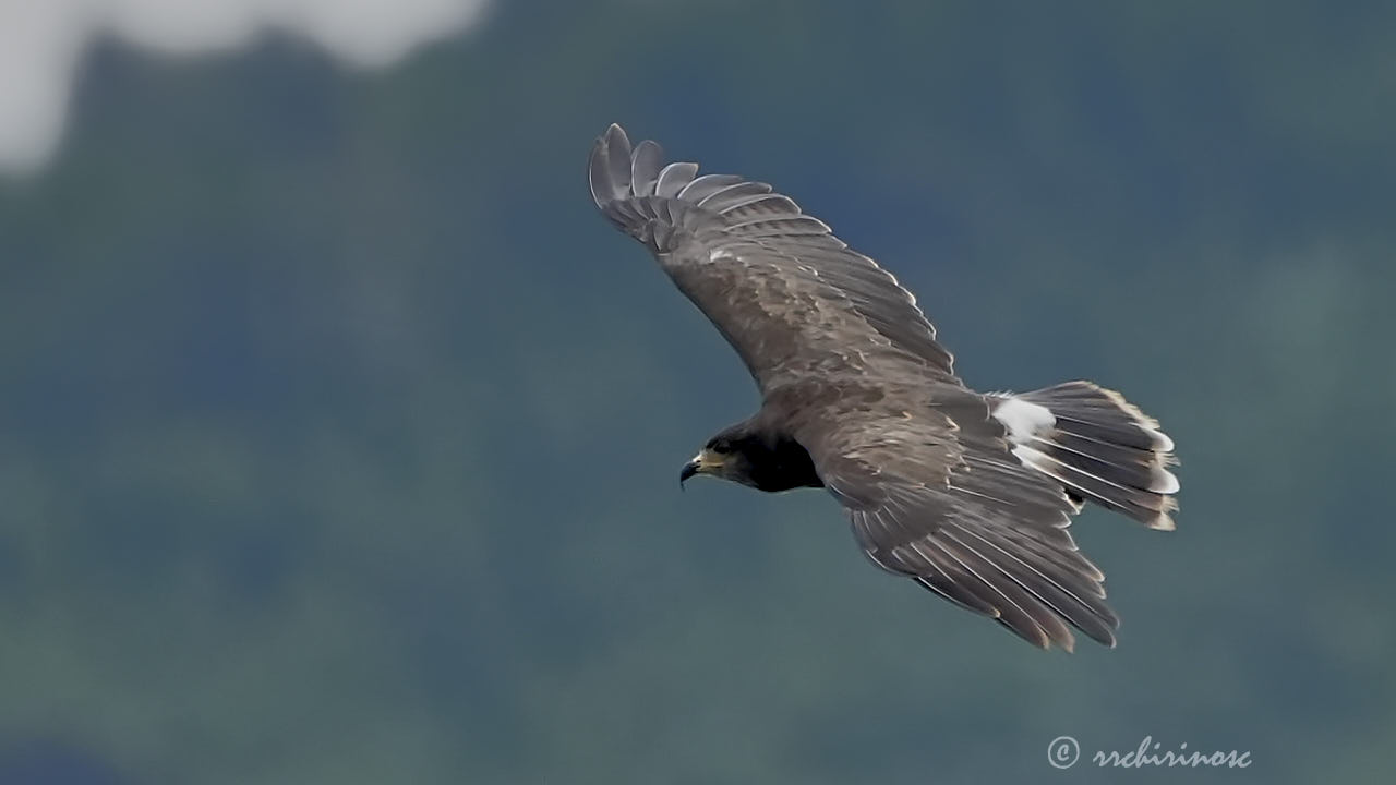 Snail kite