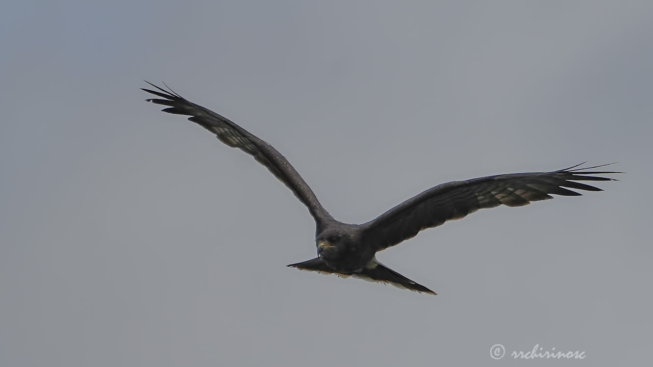 Snail kite