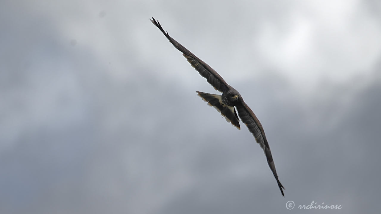 Snail kite