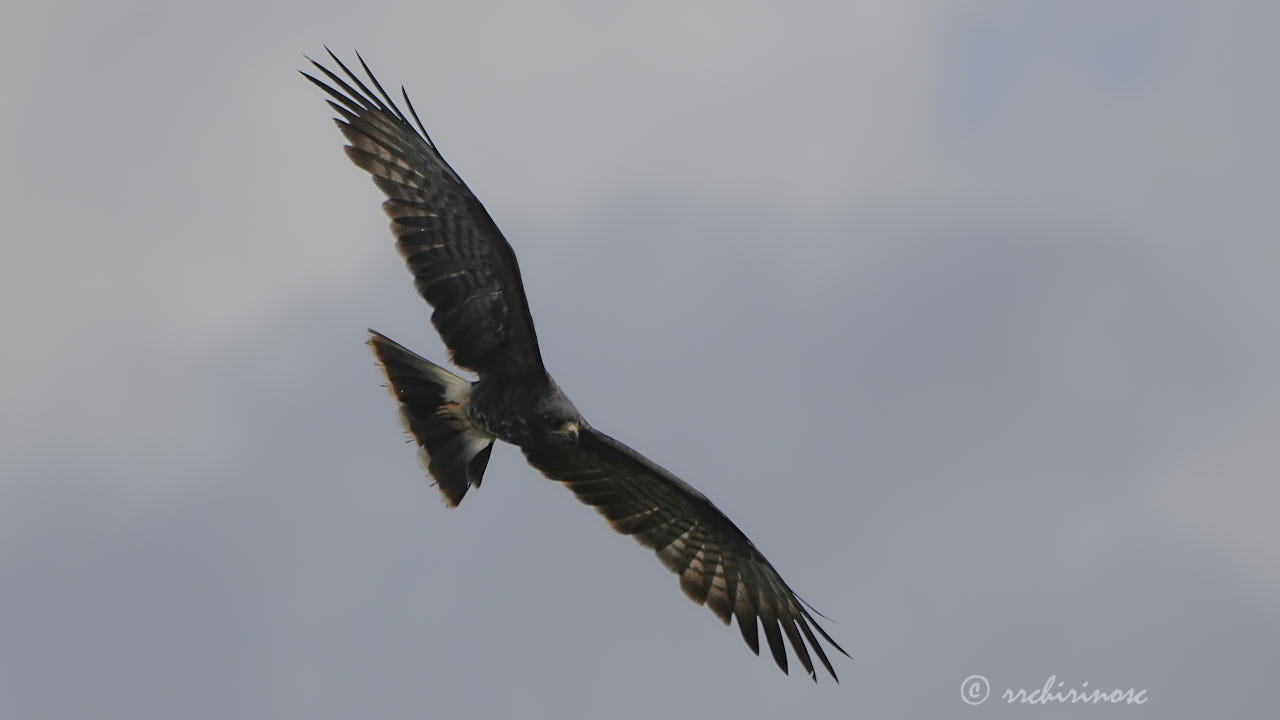 Snail kite