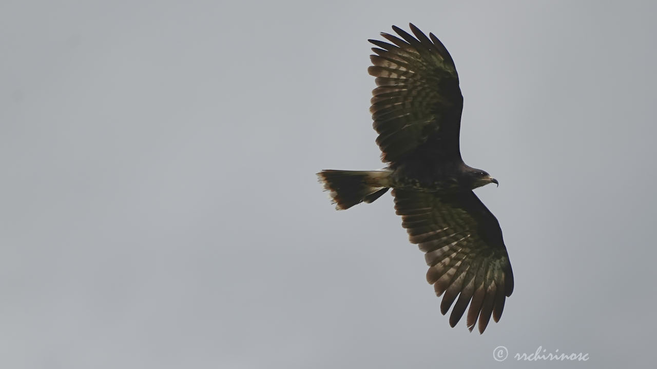 Snail kite