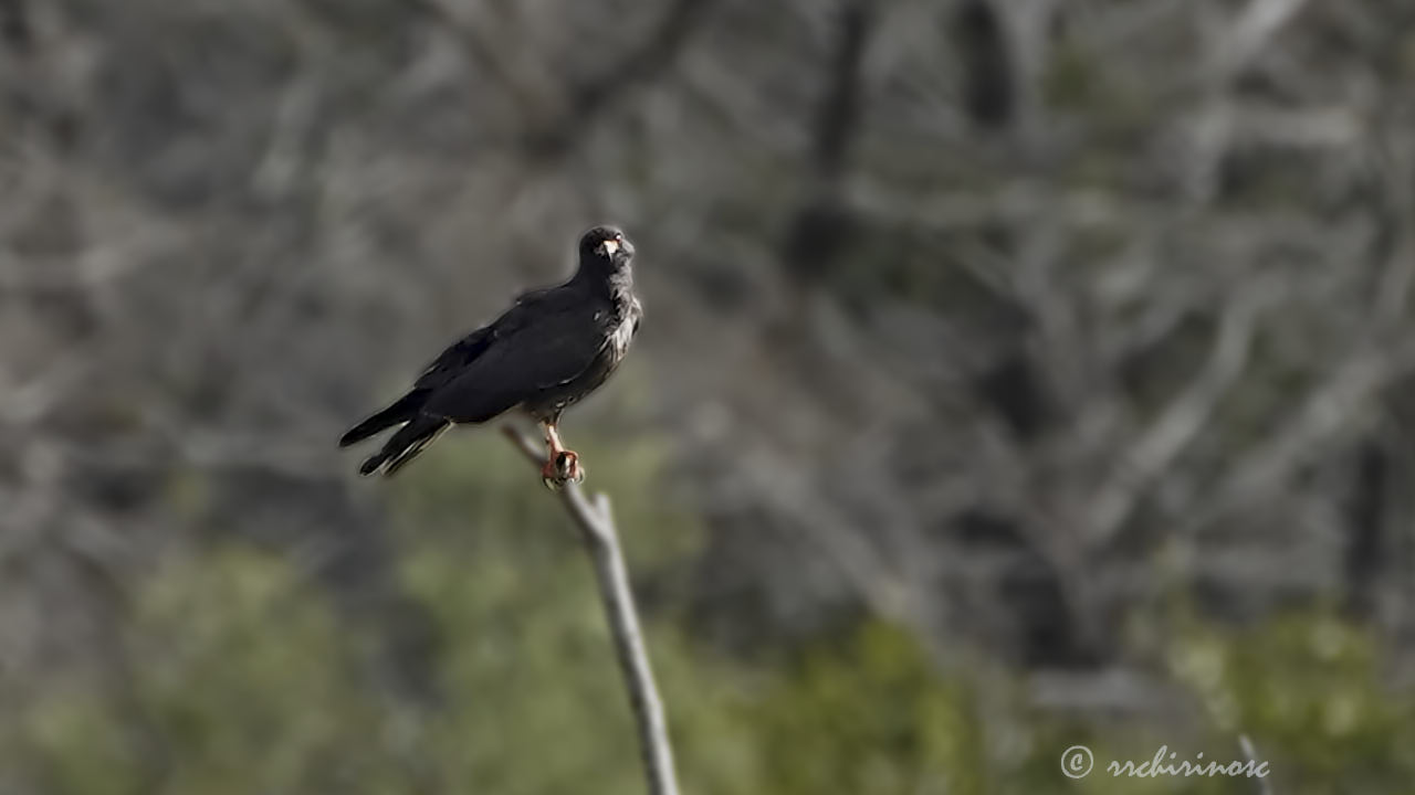 Snail kite