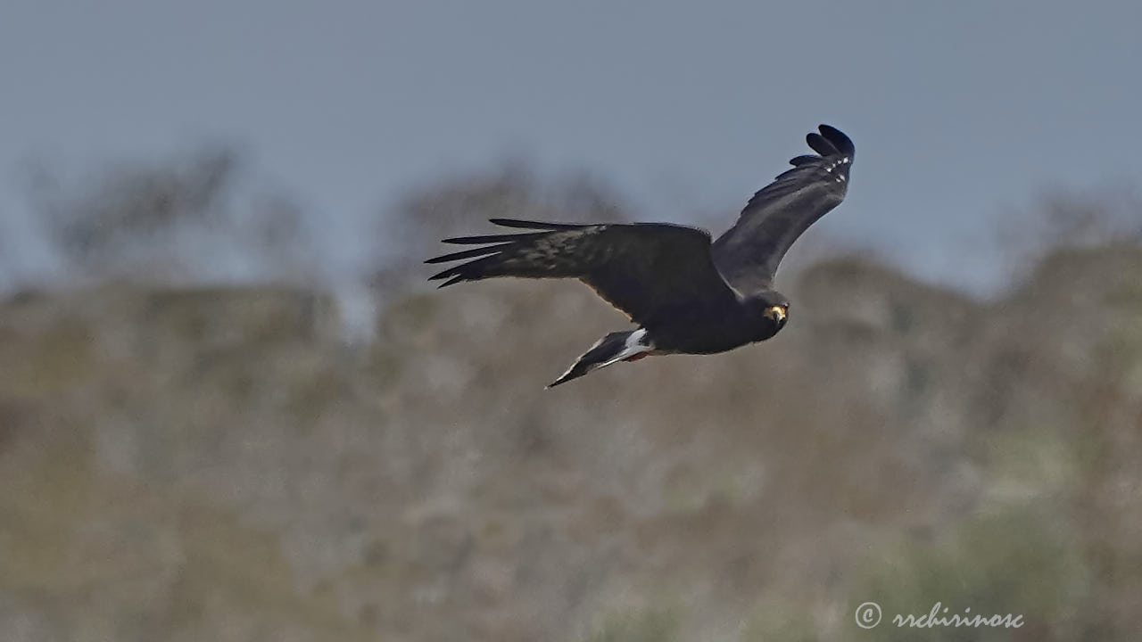 Snail kite