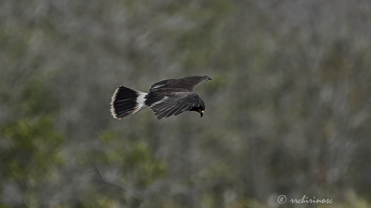 Snail kite