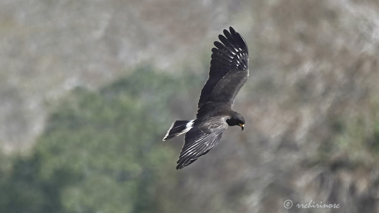 Snail kite