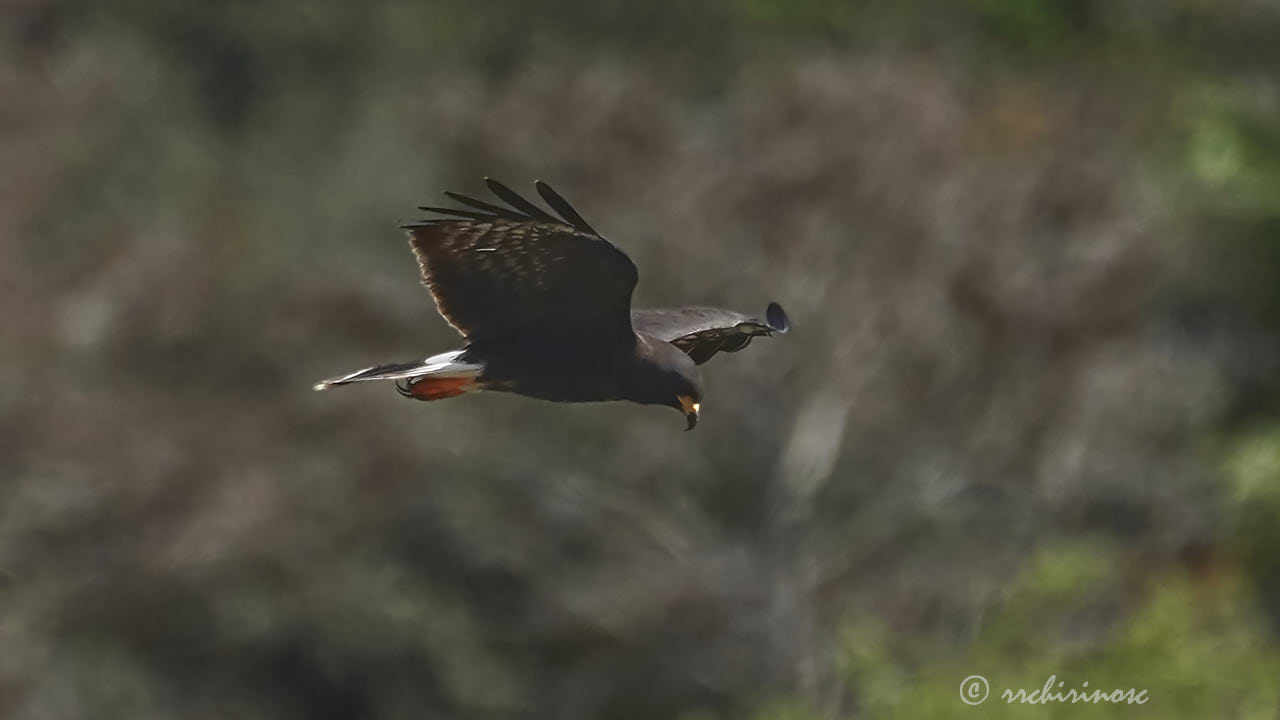 Snail kite