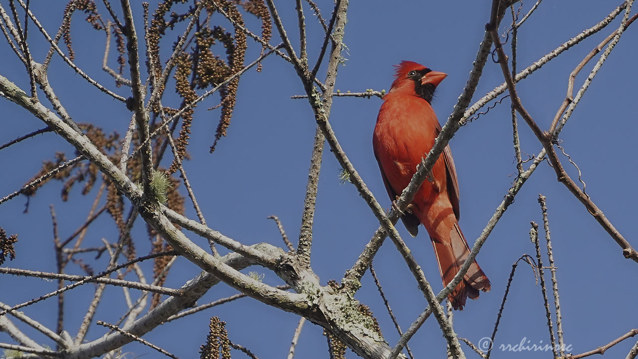 Northern cardinal