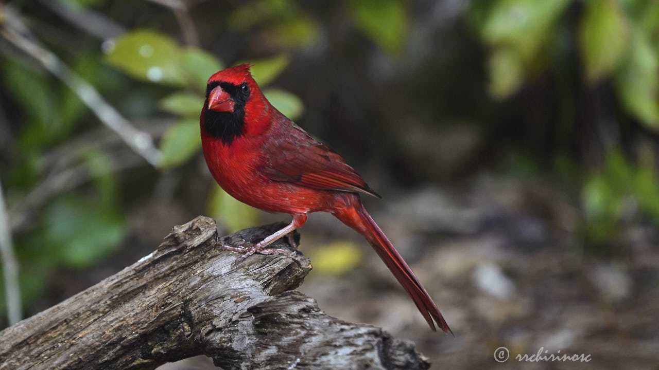 Northern cardinal