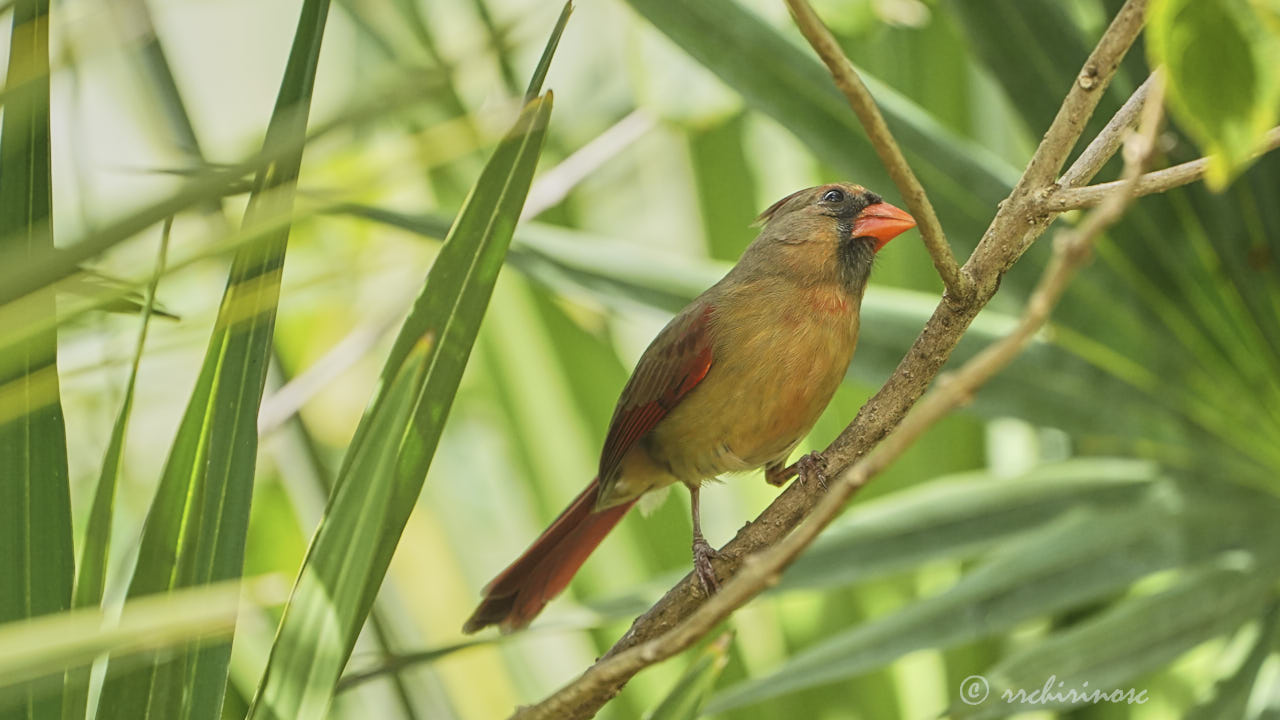 Northern cardinal