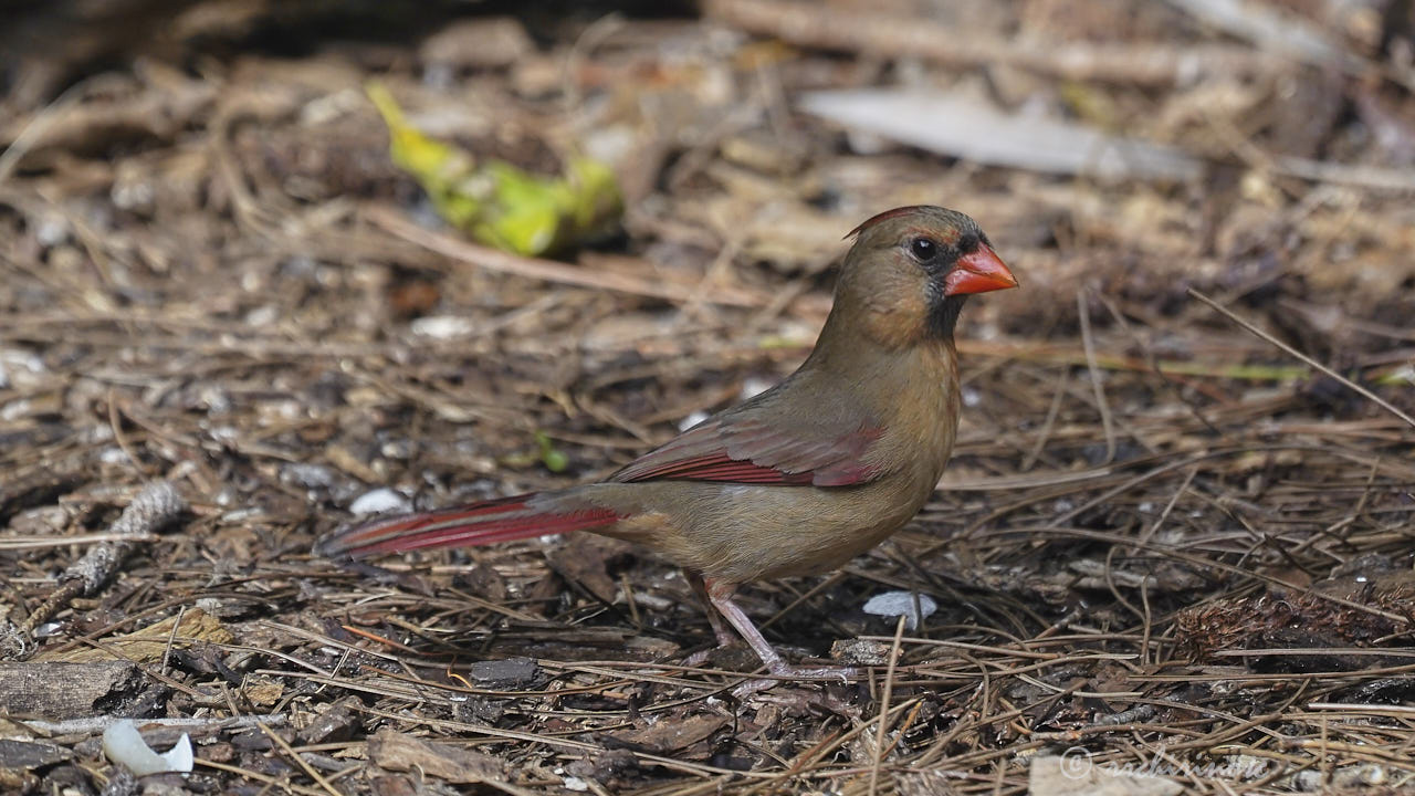 Northern cardinal