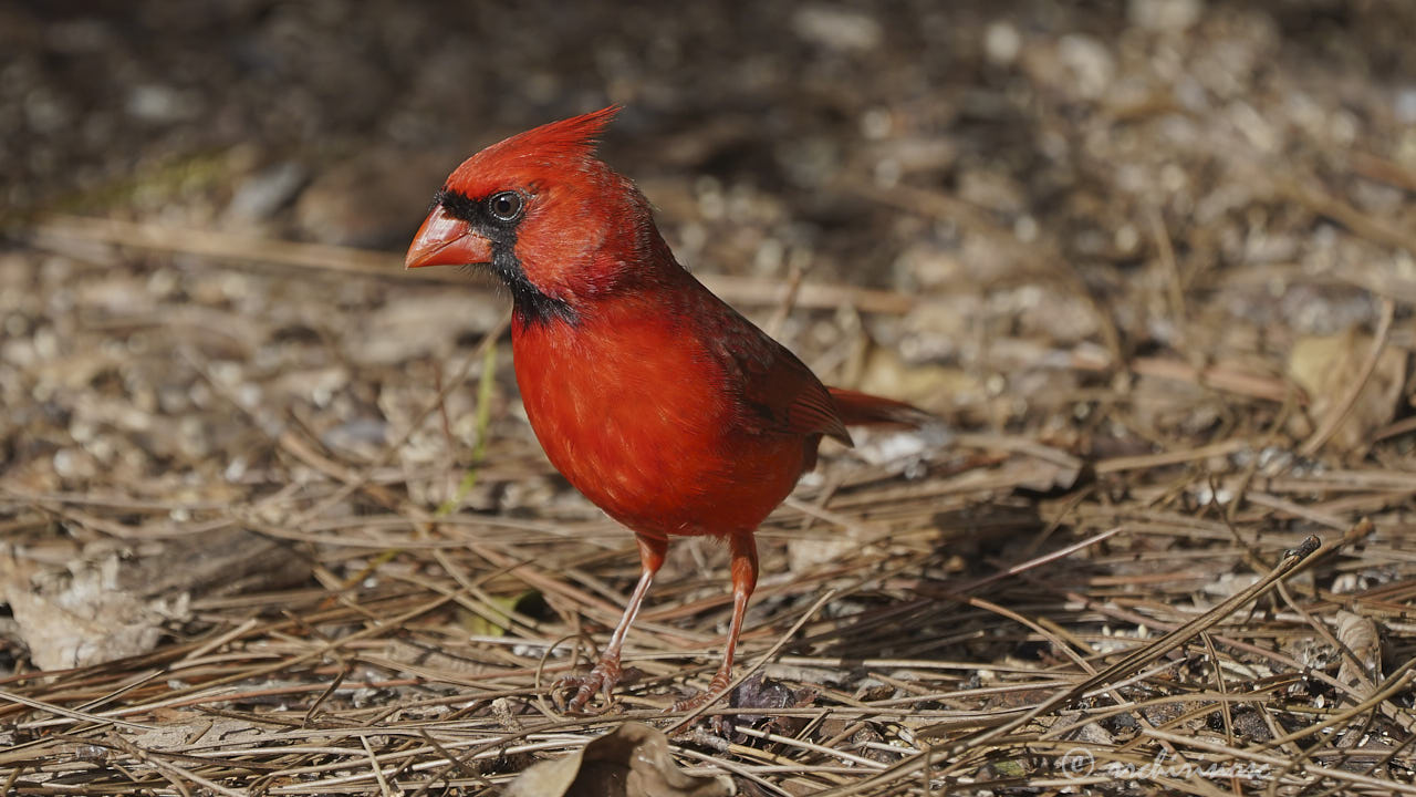 Northern cardinal