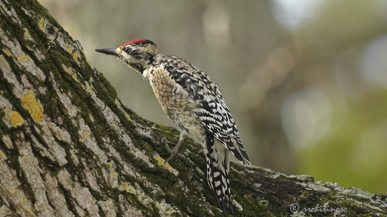 Ladder-backed woodpecker