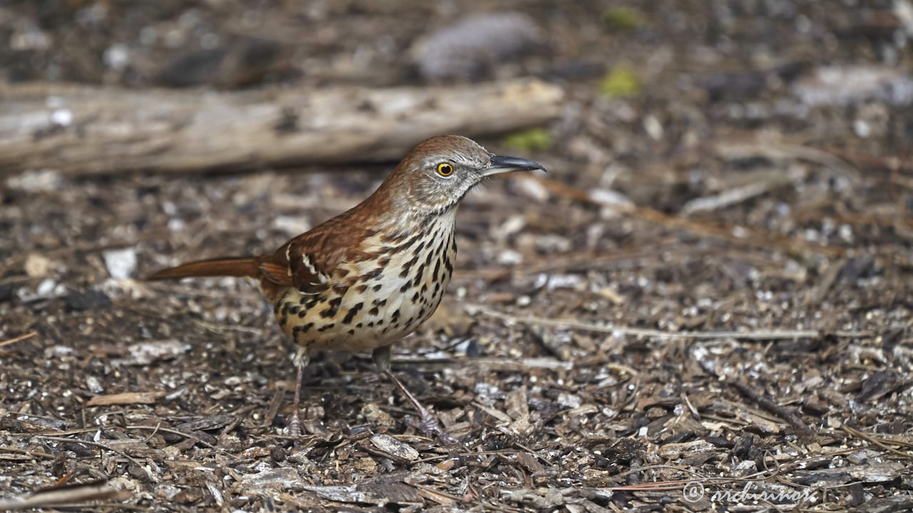 Brown thrasher