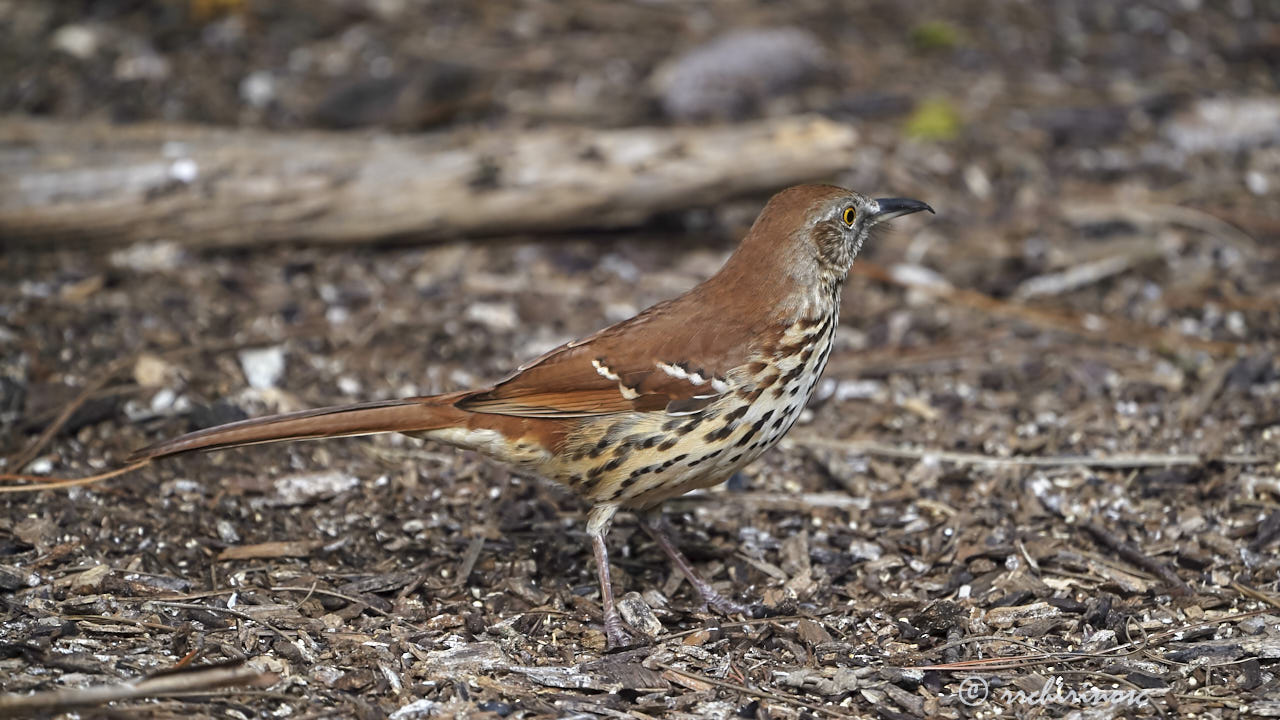 Brown thrasher