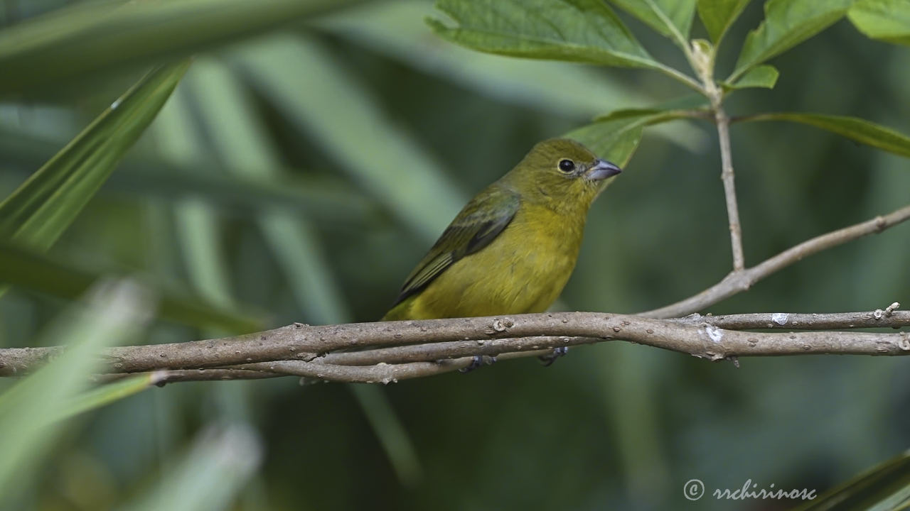 Painted bunting