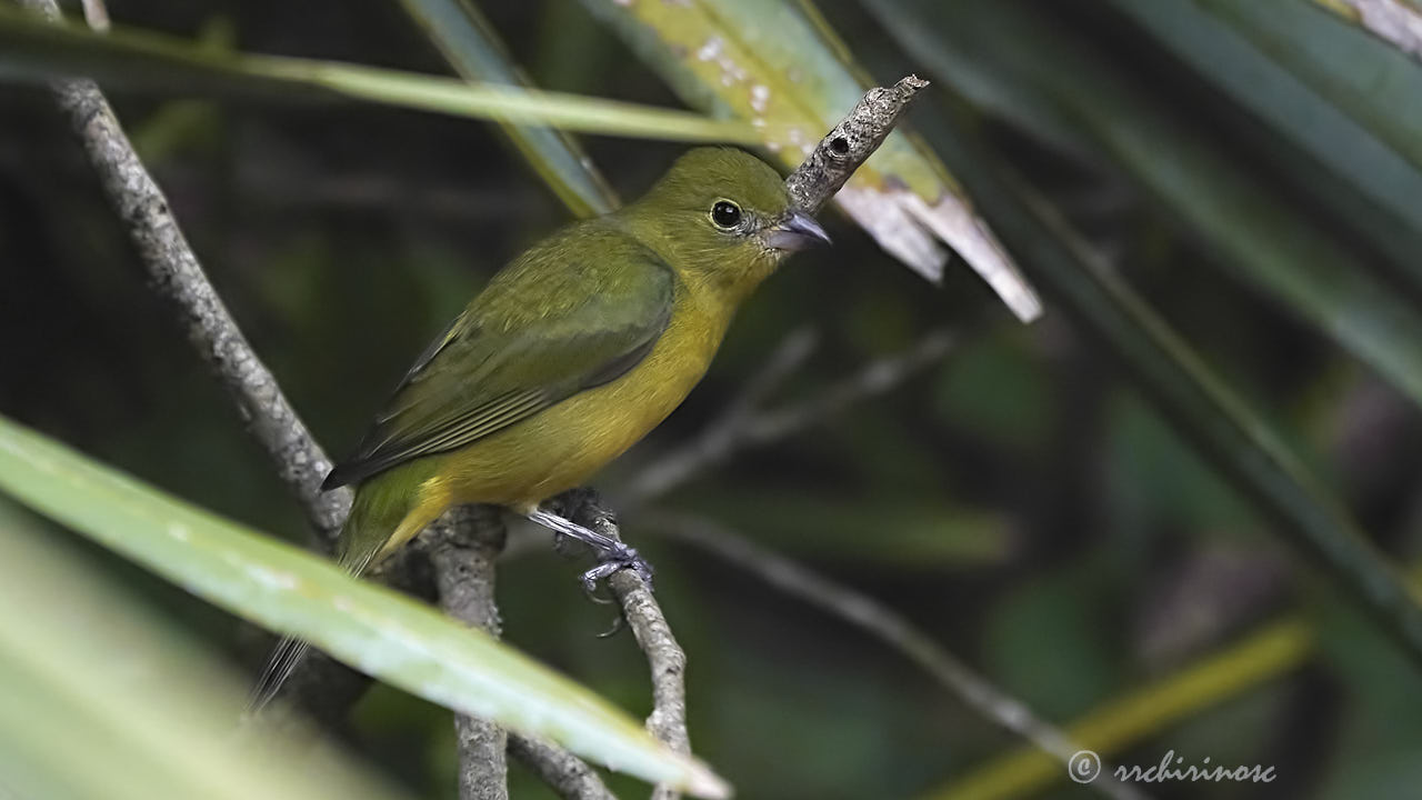 Painted bunting