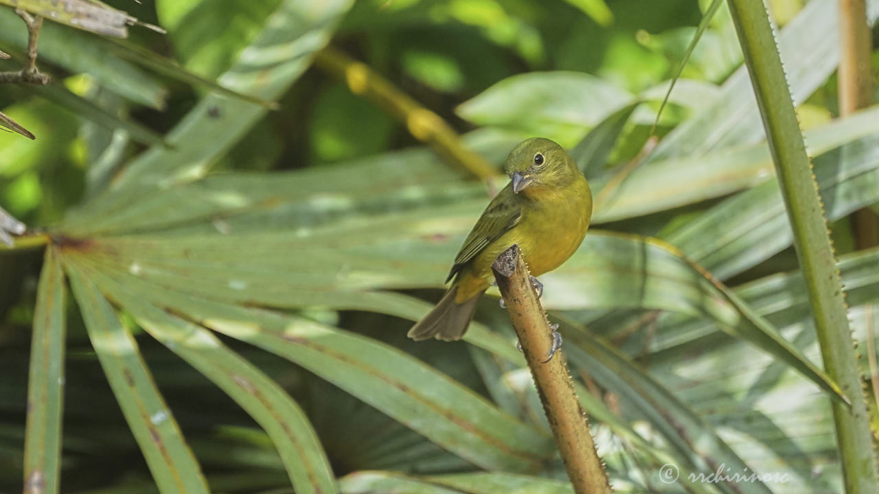 Painted bunting