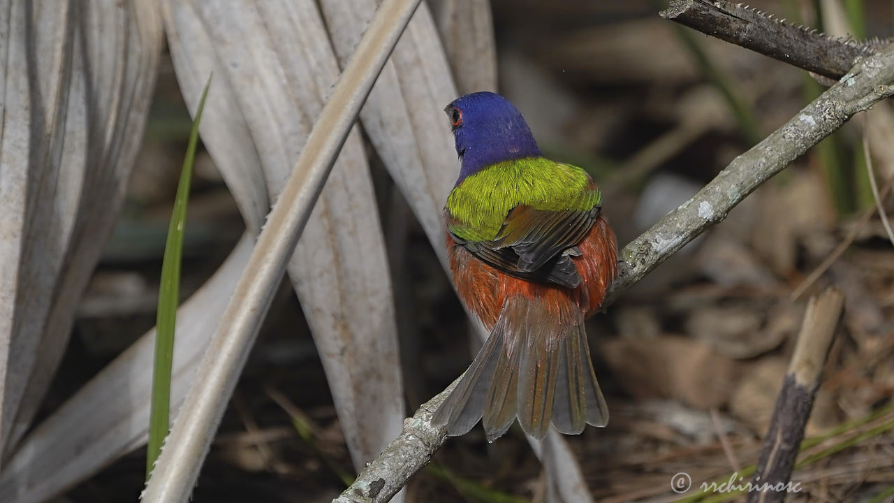 Painted bunting