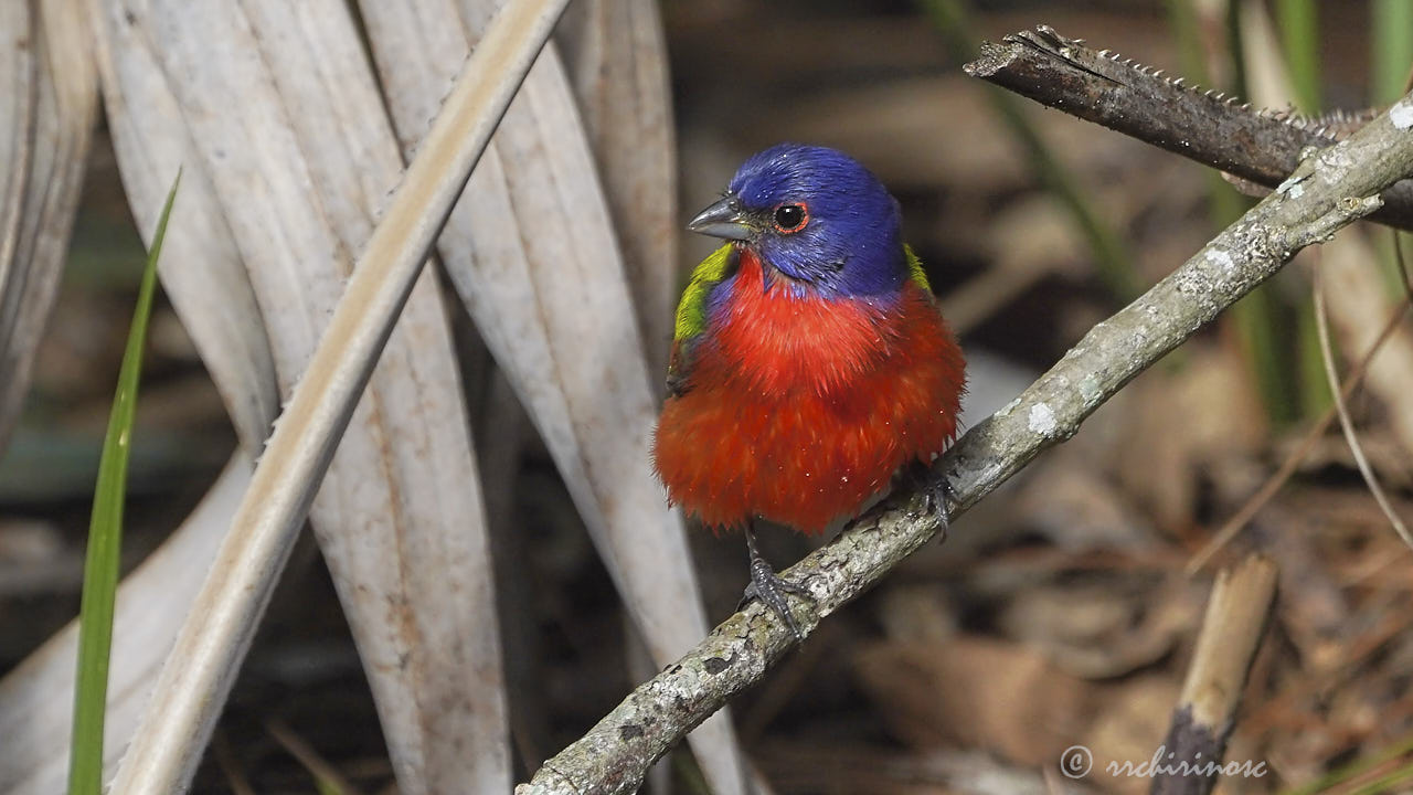 Painted bunting