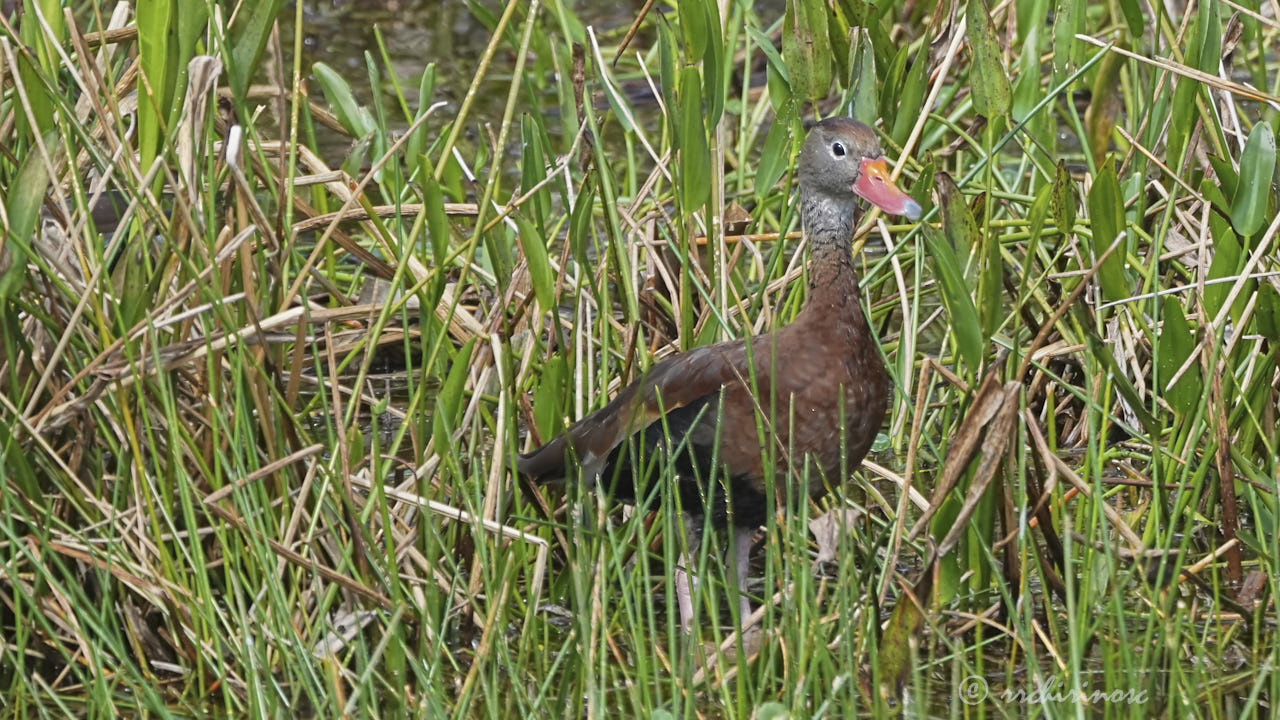 Black-bellied whistling duck