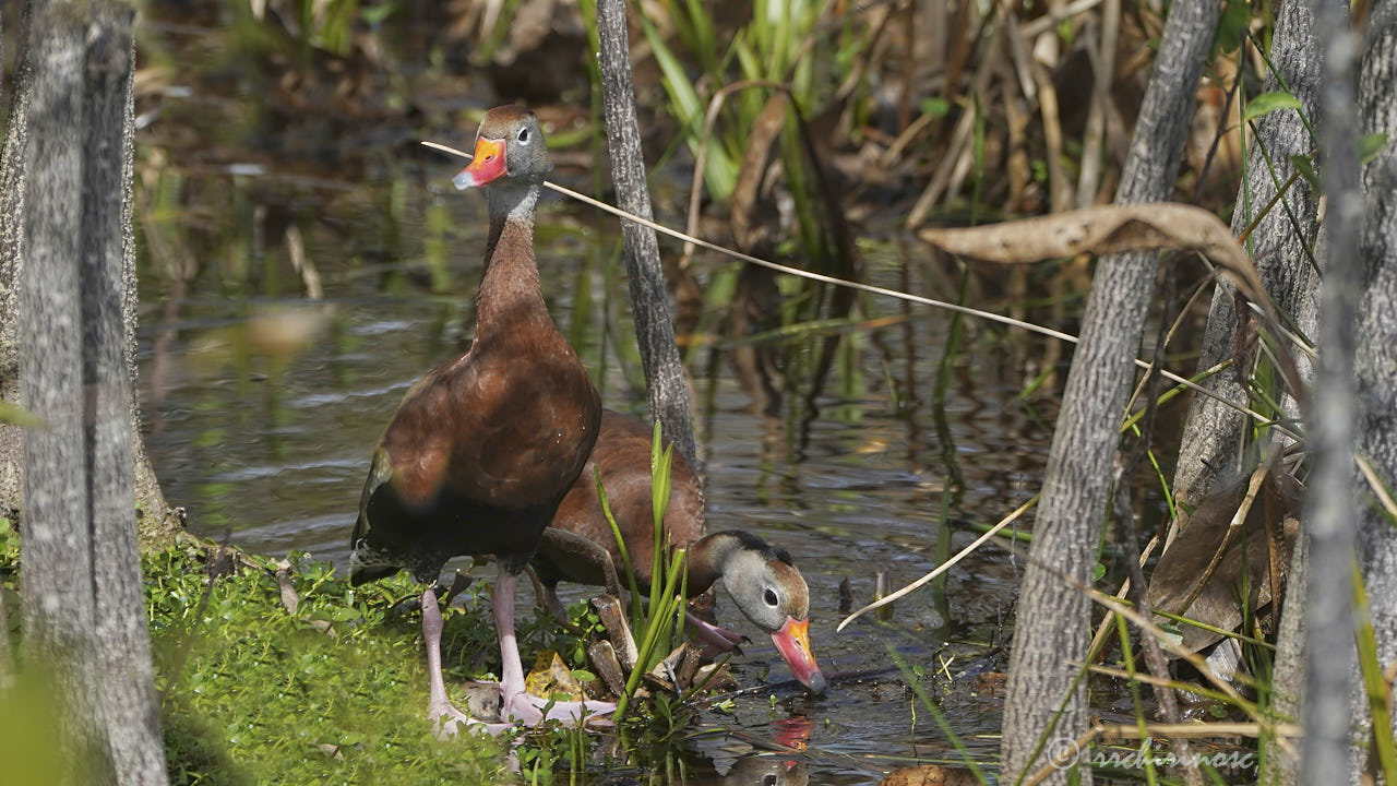 Black-bellied whistling duck