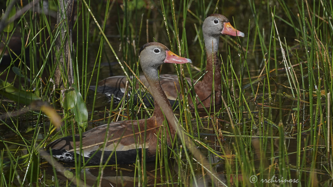 Black-bellied whistling duck