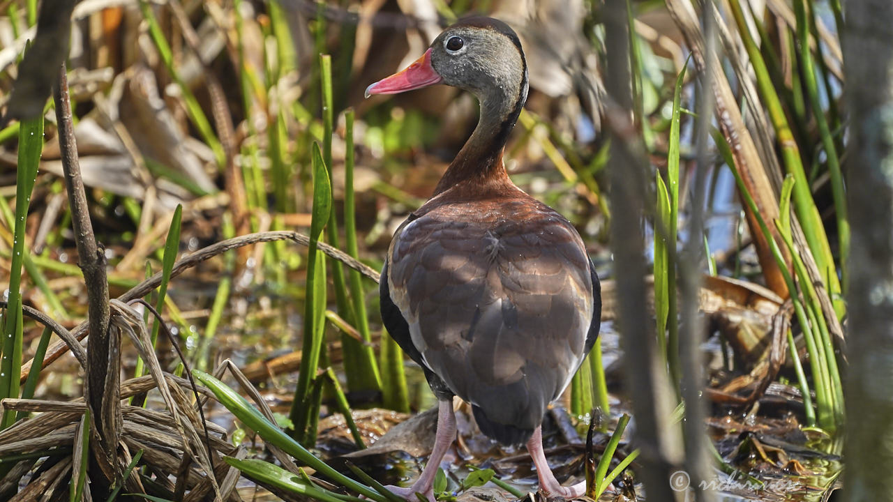 Black-bellied whistling duck