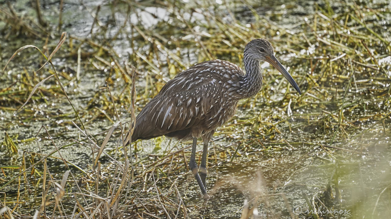 Limpkin