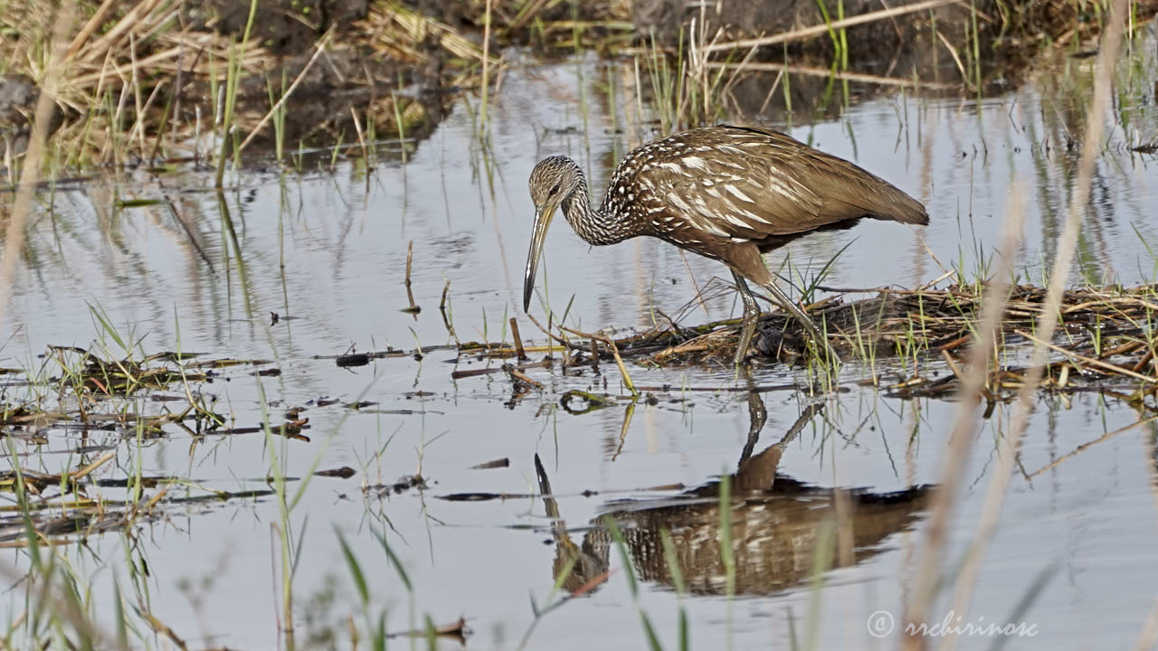 Limpkin