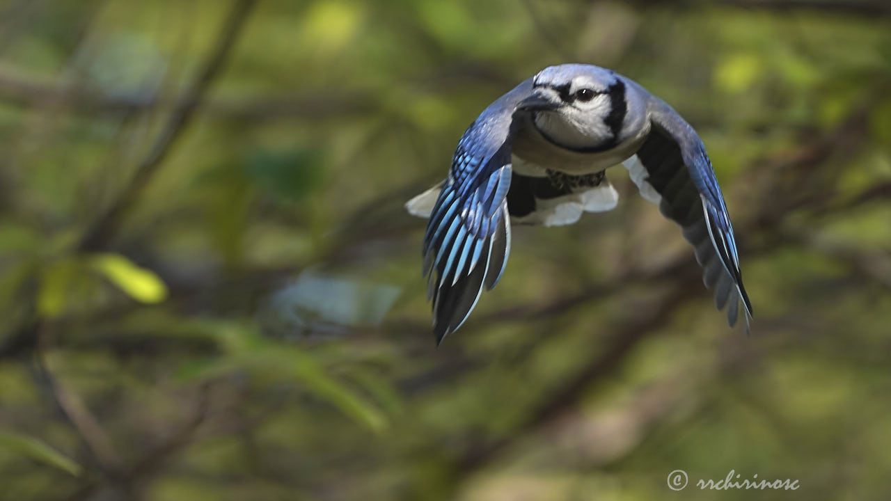 Blue jay