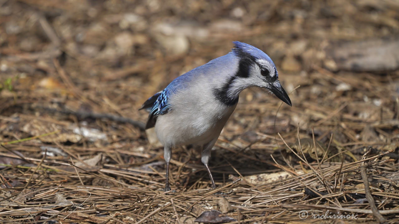 Blue jay