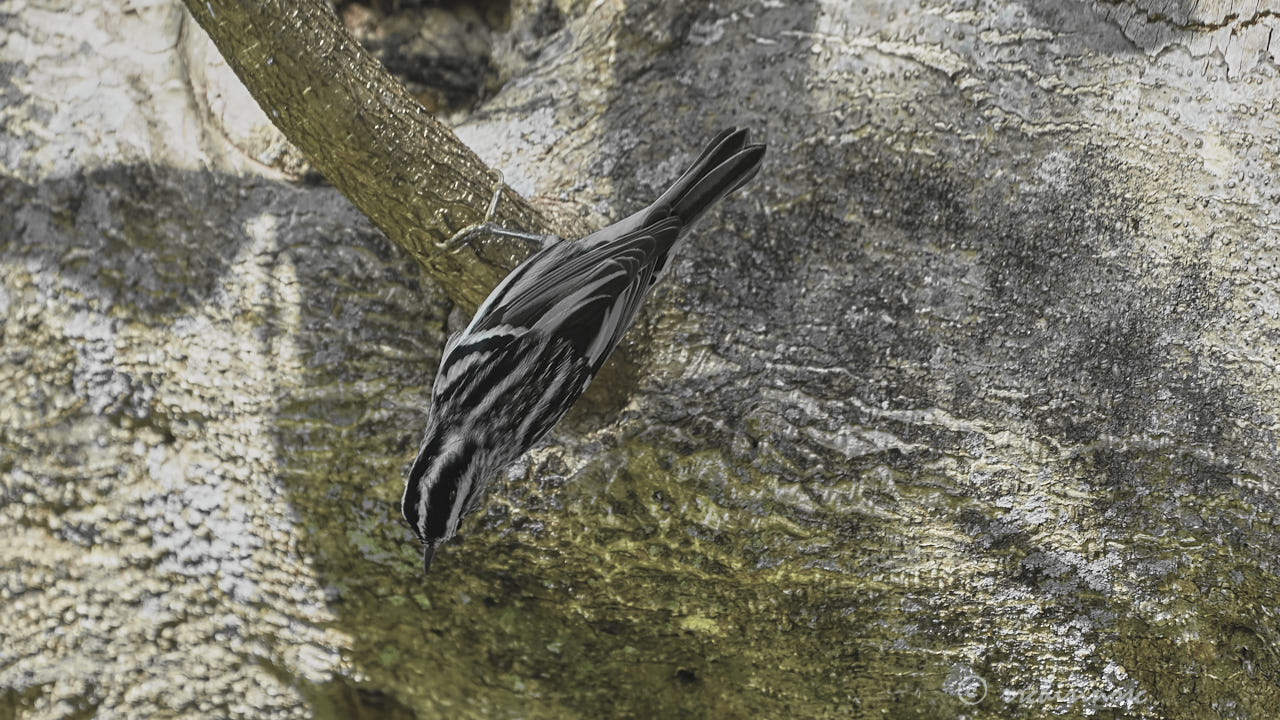 Black-and-white warbler