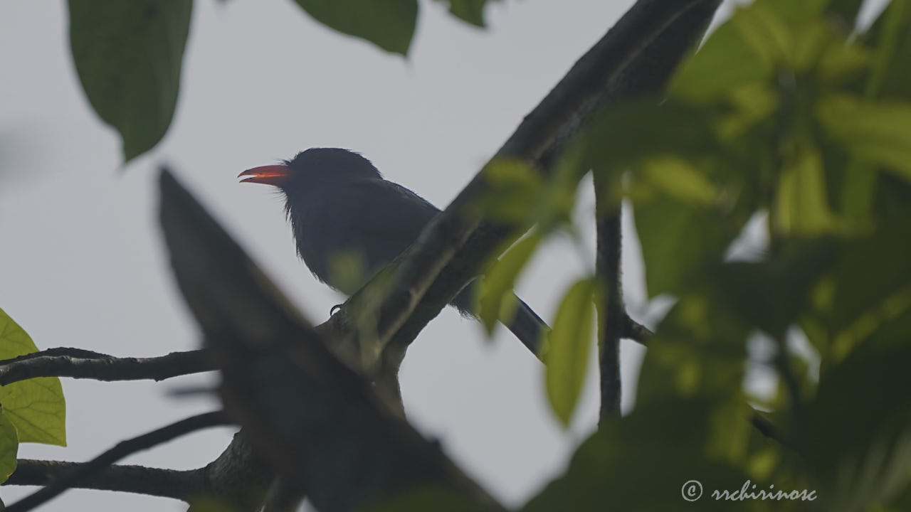 Black-fronted nunbird