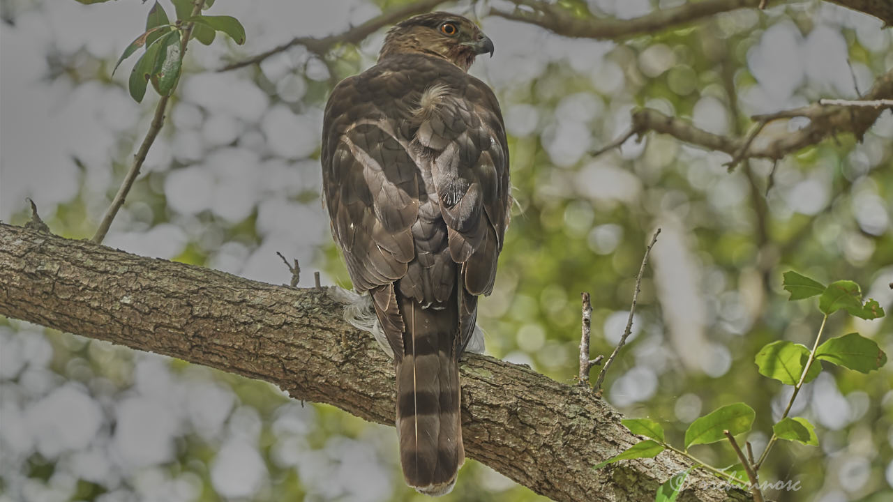 Cooper's hawk