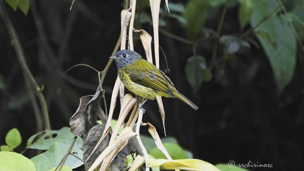 Common bush tanager