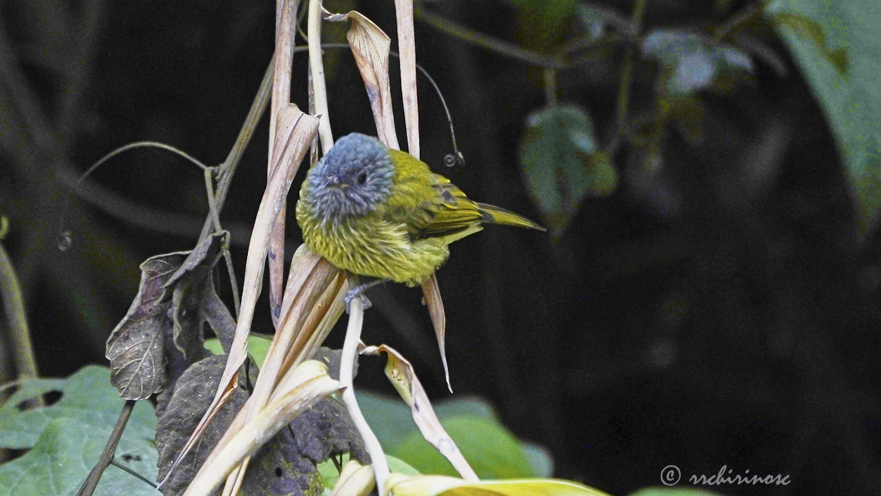 Common bush tanager