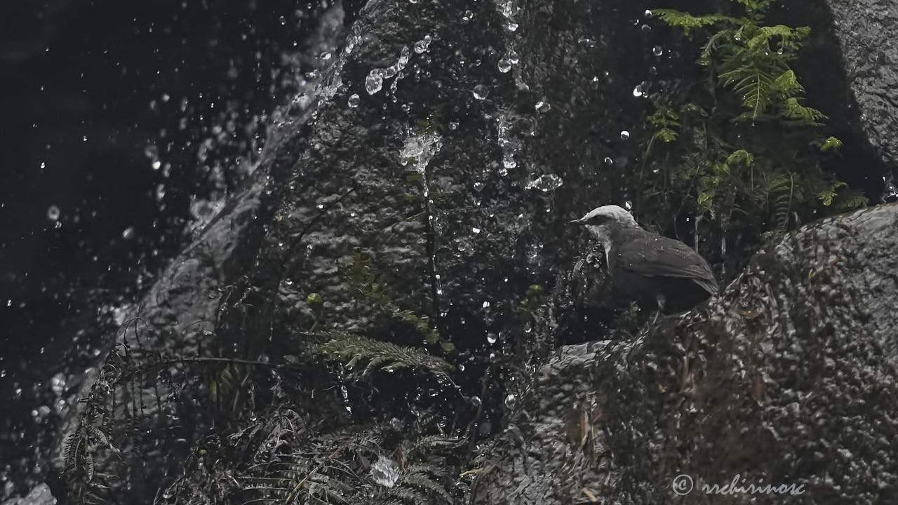 White-capped dipper