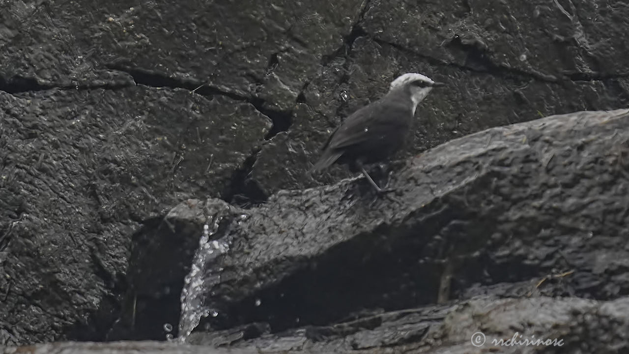 White-capped dipper