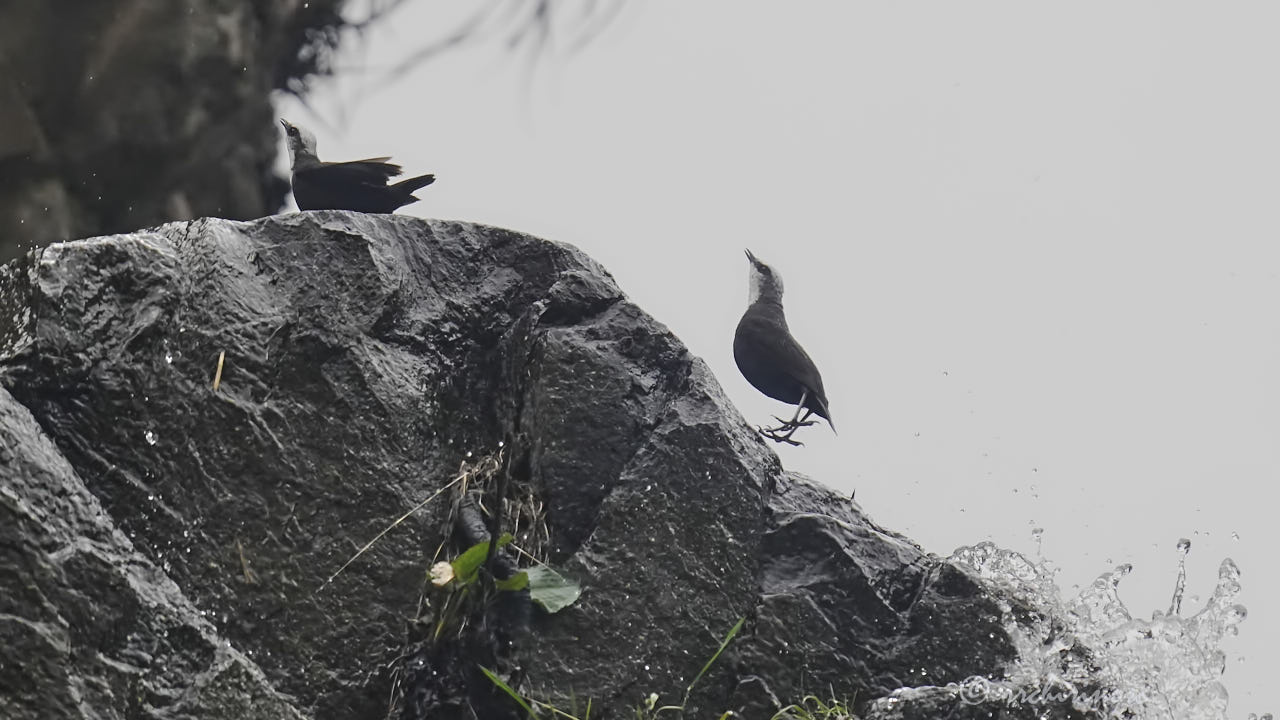 White-capped dipper