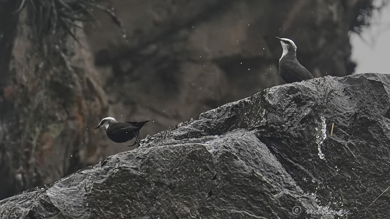 White-capped dipper