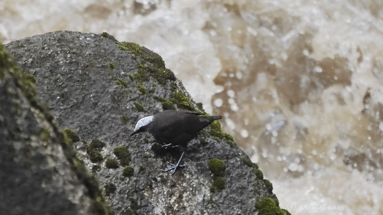 White-capped dipper