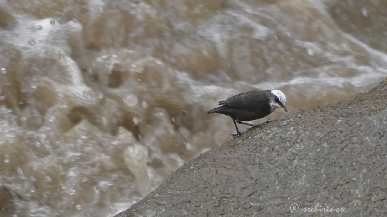 White-capped dipper