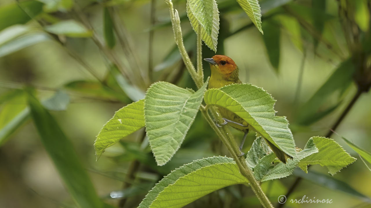 Rust-and-yellow tanager