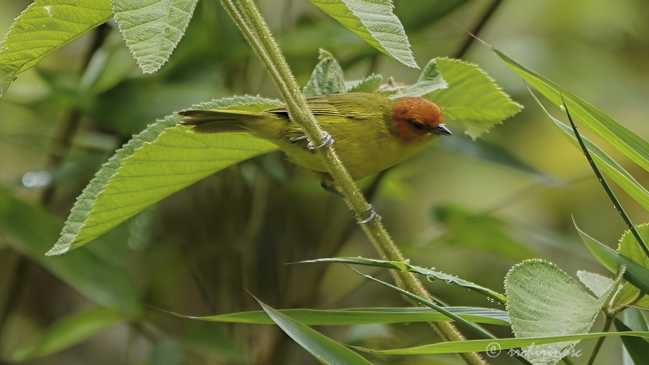 Rust-and-yellow tanager